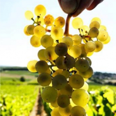 Les vendanges 2018